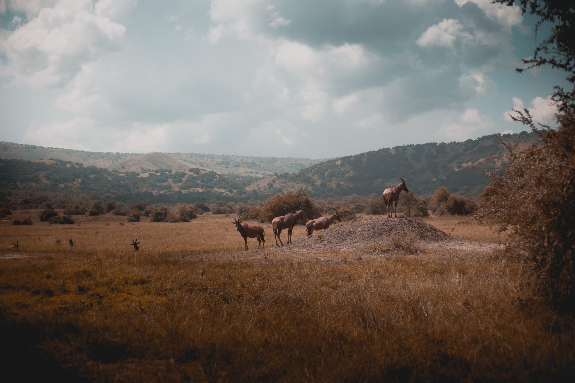 Akagera National Park