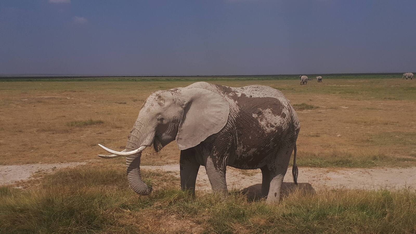 Amboseli National Park