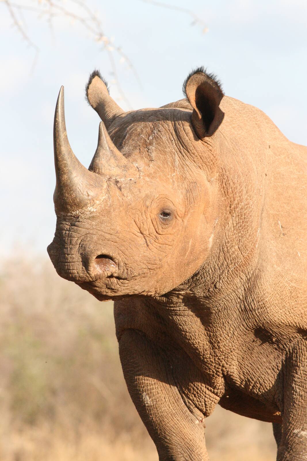 Mkomazi National Park