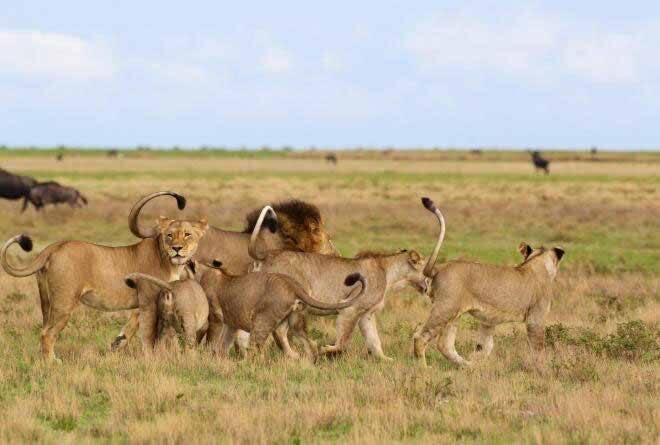 Samburu National Reserve