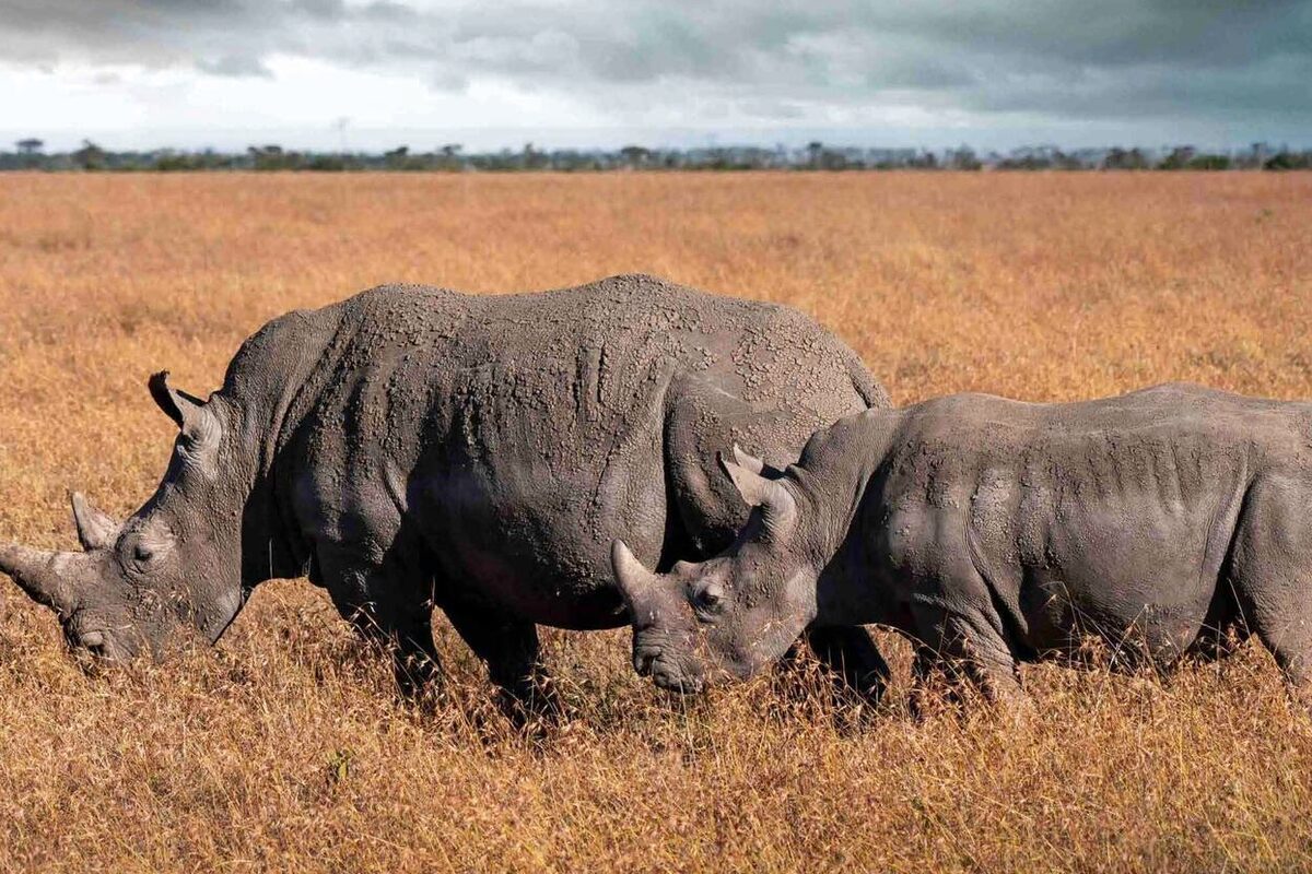 Tanzania wildlife travel scene